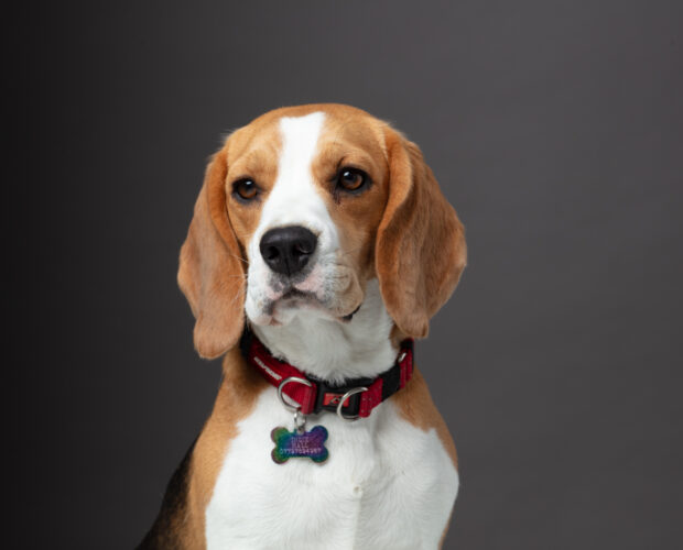 Indi